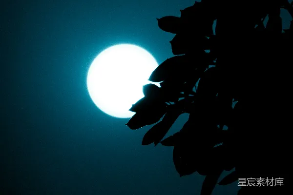 高清摄影 透过树枝看到的满月