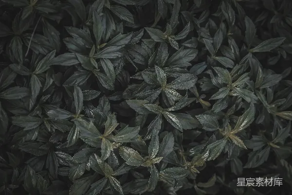 高清摄影 一墙上的叶子