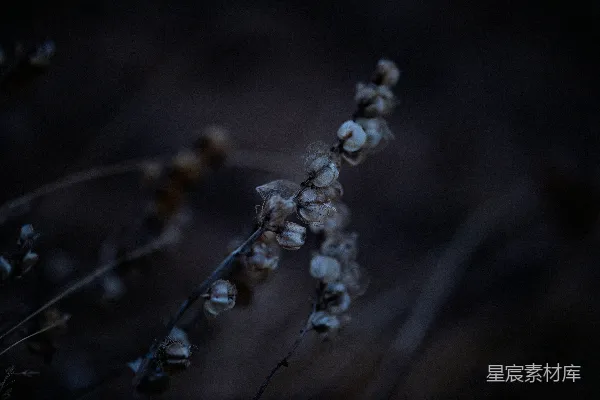 高清摄影 一束插在枝条上的花