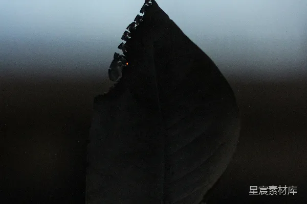 高清摄影 一个人手里拿着一片叶子
