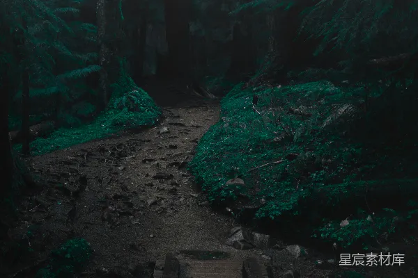 高清摄影 在森林里的一座木桥