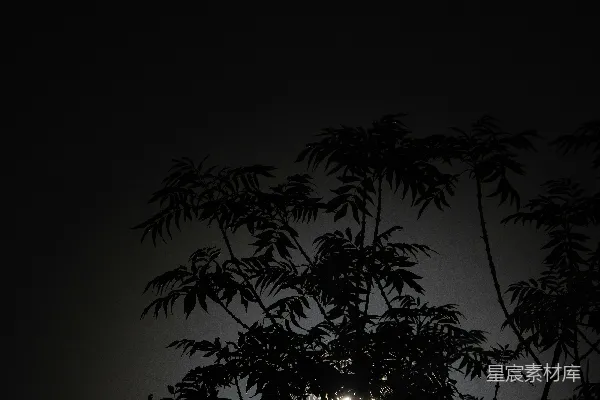 高清摄影 透过树枝看到的满月
