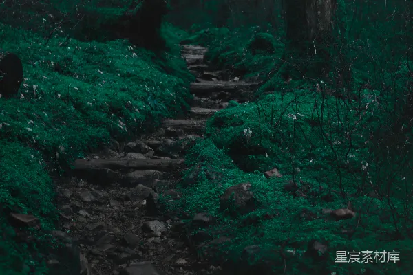 高清摄影 树林中的小溪