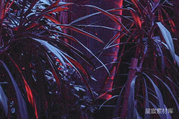 高清摄影 两株线叶植物