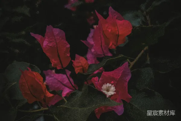 高清摄影 一簇红花绿叶