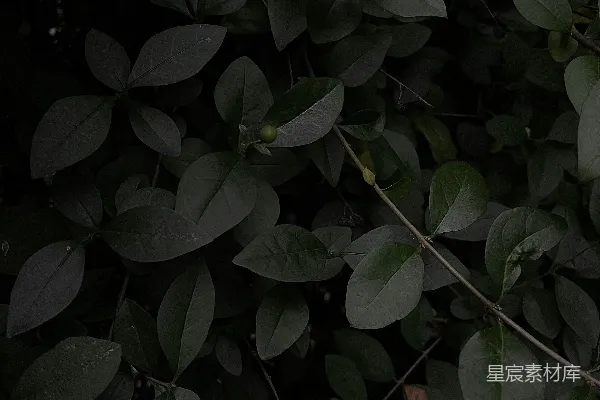 高清摄影 一群树叶