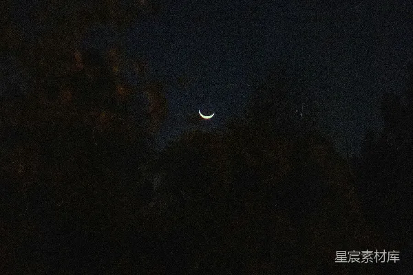 高清摄影 夜晚透过树林可以看到月亮。