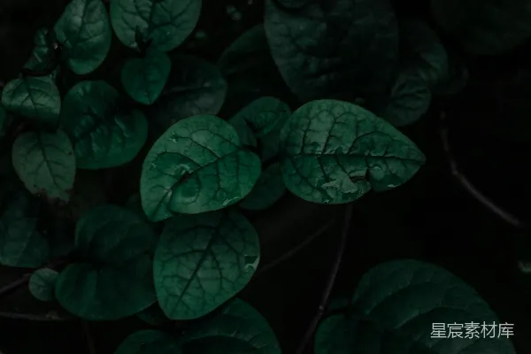 高清摄影 绿色的叶子上有水珠