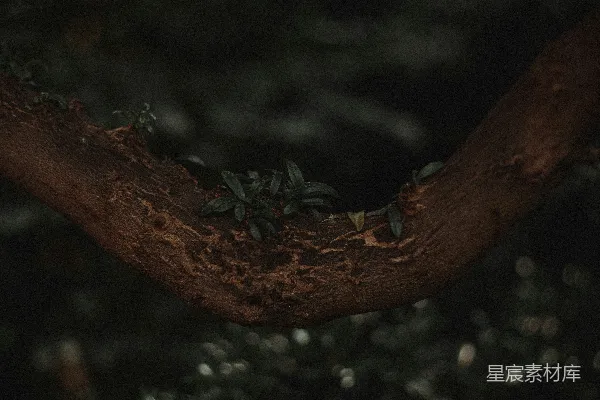 高清摄影 一群小蚂蚁在一根木头上