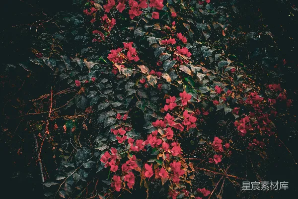 高清摄影 一株长着红花的灌木
