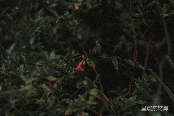 高清摄影 一些植物的特写镜头