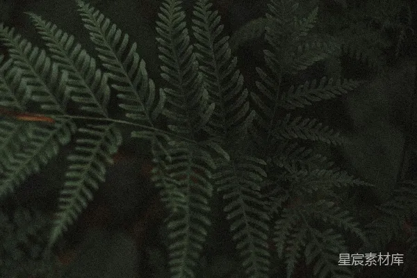 高清摄影 一张绿色植物的特写照片