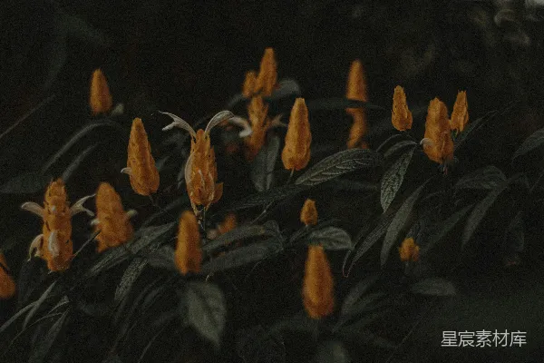 高清摄影 一片叶子