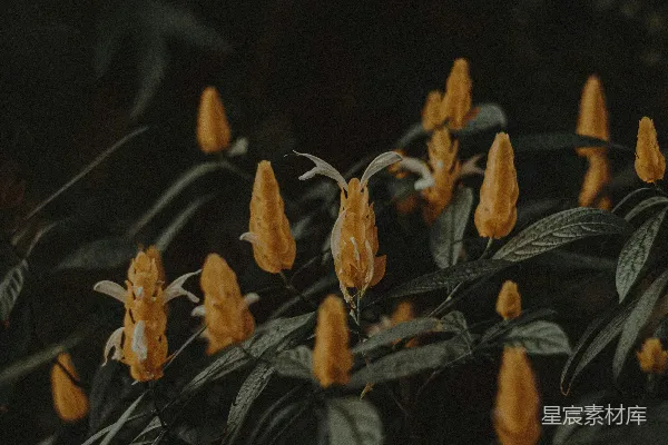 高清摄影 一组叶子