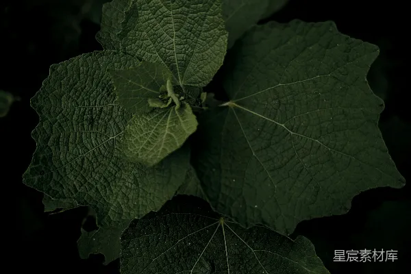 高清摄影 一株植物上的一片叶子的特写