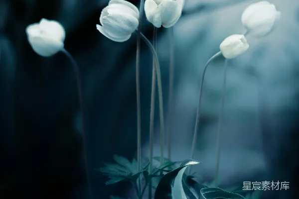 高清摄影 一丛白色花朵坐落在郁郁葱葱的绿地上。