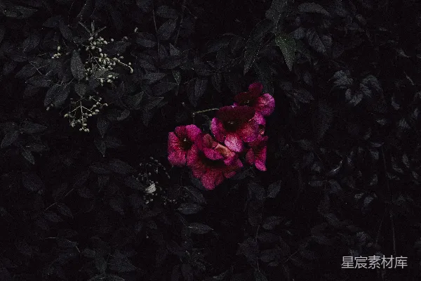 高清摄影 深色背景下的鲜艳粉红色喇叭花。