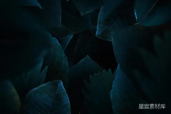 高清摄影 一簇绿色的叶子在暗色背景前