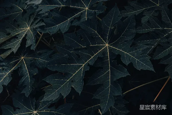高清摄影 一张树叶在树上的特写照片