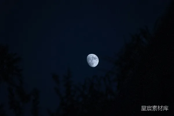 高清摄影 夜晚透过树木看到的满月