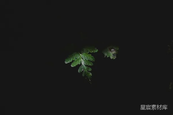 高清摄影 一株绿色的植物，背景较暗。