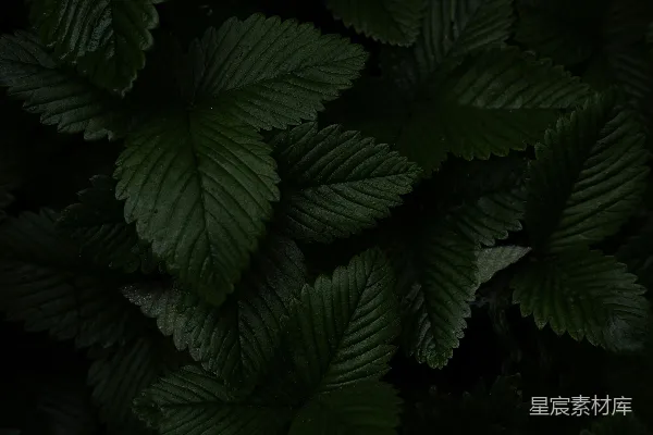 高清摄影 深绿色的叶子，表面纹理丰富。
