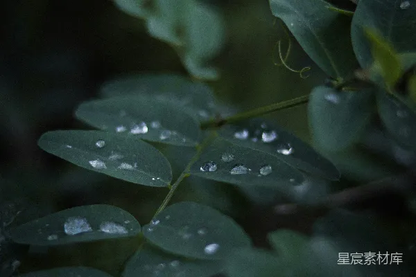 高清摄影 一张叶子的特写，上面有水滴。