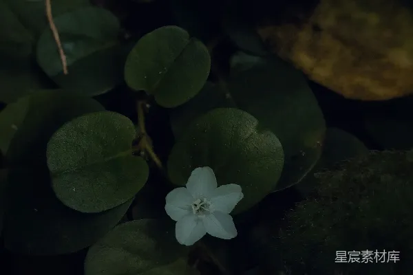 高清摄影 一朵白色的小花，周围环绕着绿色的叶子。