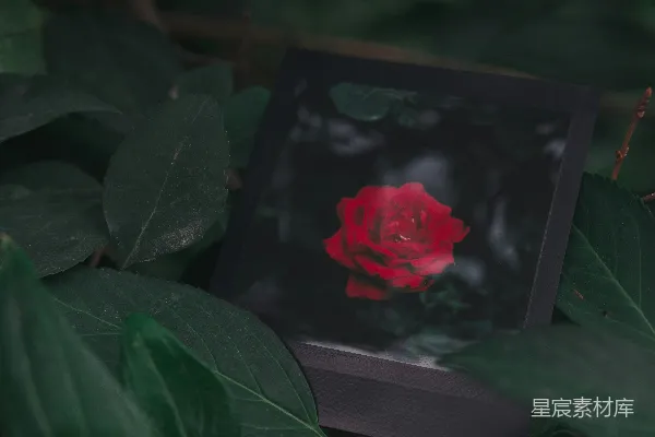 高清摄影 一幅红玫瑰的照片，框在黑色的相框里。