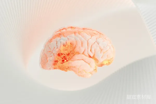 高清摄影 在白色表面上的一个人脑特写。