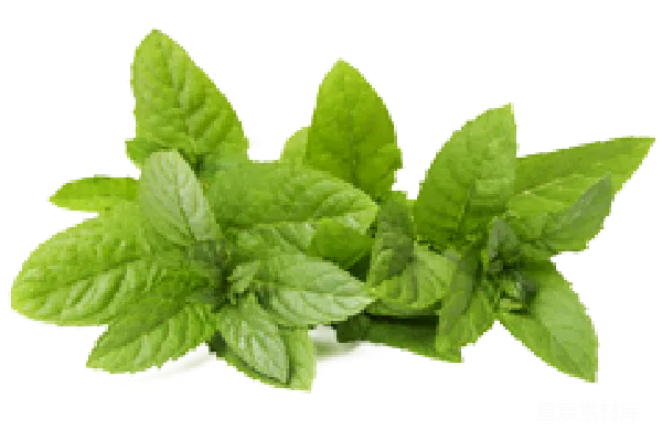 元素素材 新鲜薄荷叶