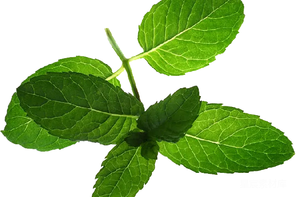 元素素材 薄荷