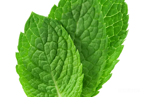 元素素材 薄荷