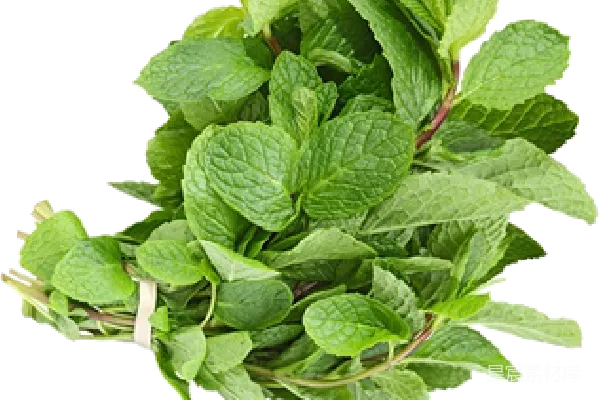 元素素材 薄荷
