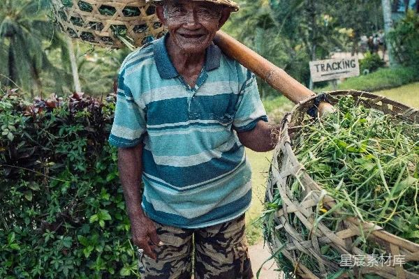 高清摄影 穿条纹波洛衫的男人平衡着两个装满草的篮子