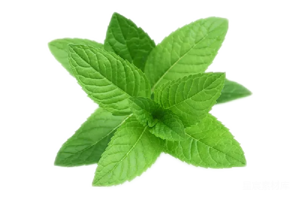 元素素材 peppermint