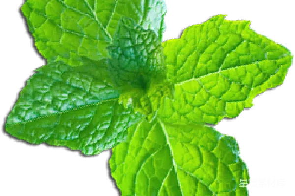 元素素材 薄荷