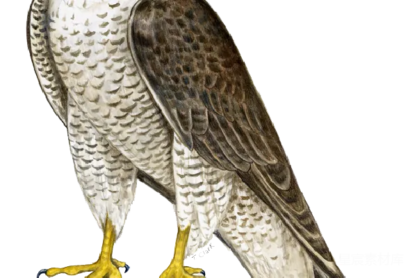 元素素材 falcon