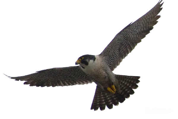 元素素材 falcon