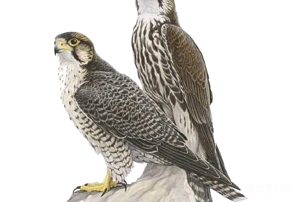 元素素材 falcon