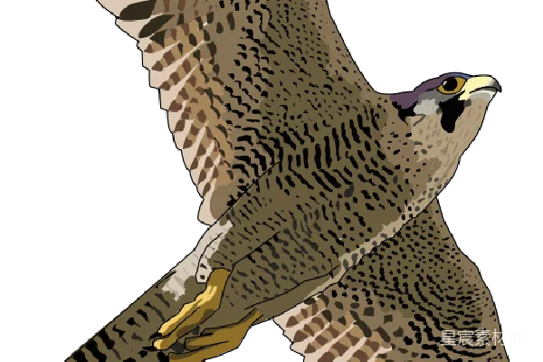 元素素材 falcon