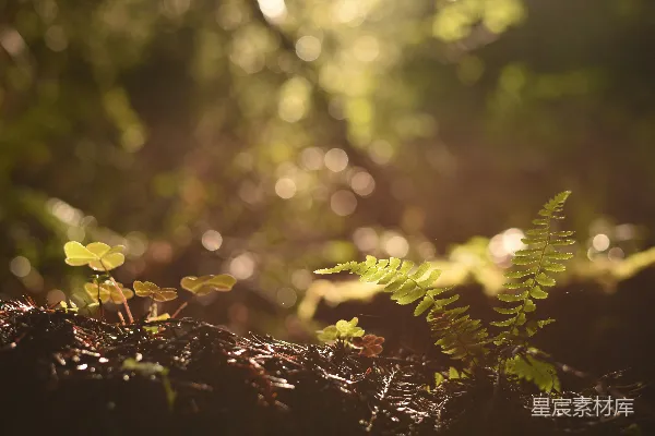 高清摄影 森林里种植了苜蓿。