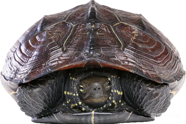 元素素材 turtle