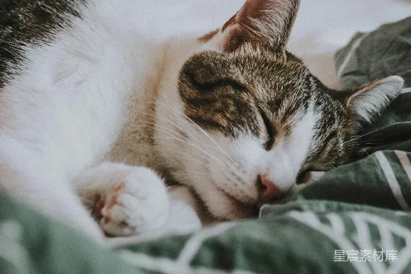 高清摄影 银虎斑猫