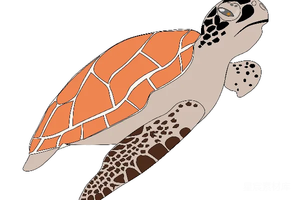 元素素材 turtles