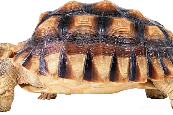 元素素材 turtle