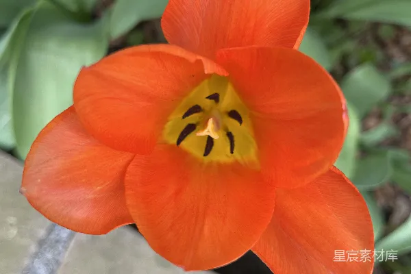 高清摄影 一朵橙色的花，中心是黄色的。