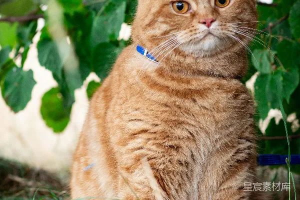高清摄影 白天，橙色虎斑猫在绿色草地上。