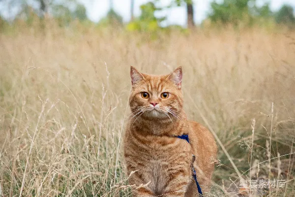 高清摄影 白天棕色草地上的橙色虎斑猫