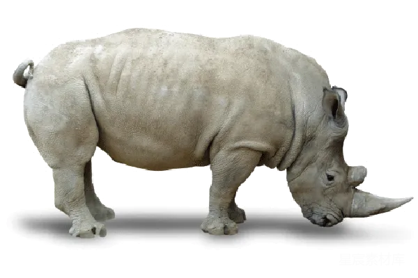 元素素材 犀牛